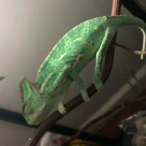 Meet your Posher, Tyler